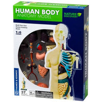 Human Body Anatomy Model - Nature Discovery