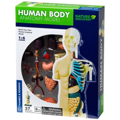 Human Body Anatomy Model - Nature Discovery