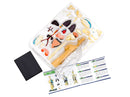 Human Body Anatomy Model - Nature Discovery