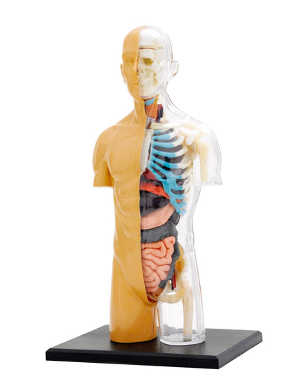 Human Body Anatomy Model - Nature Discovery