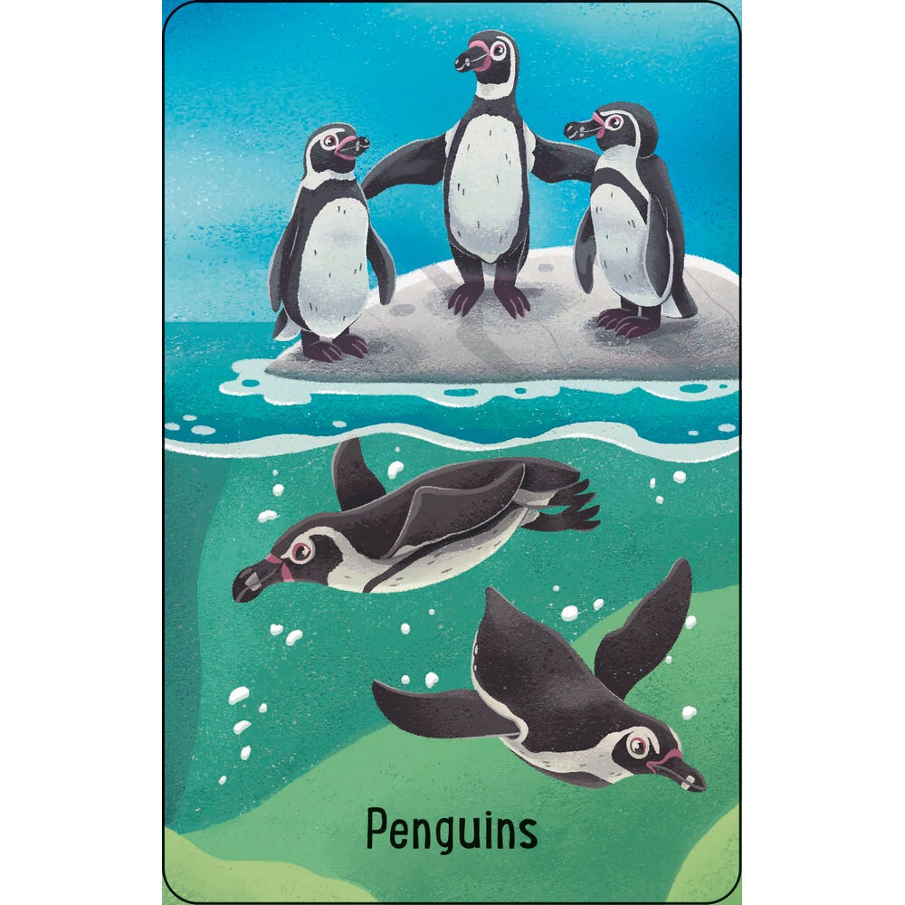 Zoo Snap Usbourne - Jedko Games
